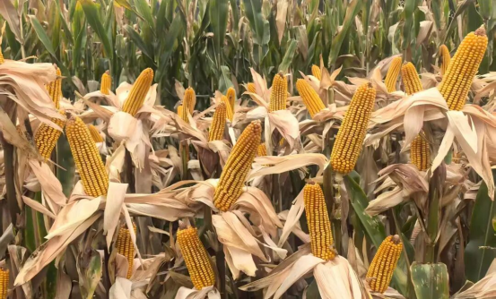 在西藏，在林芝，新纪录！！