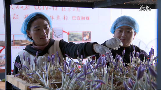 林芝市2025年外贸进出口额实现快速增长