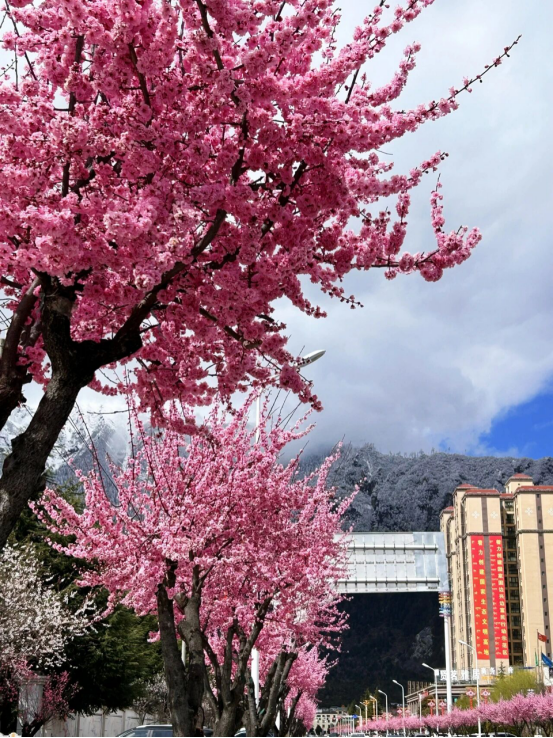 解答市民疑惑：为何要将紫叶李嫁接成美人梅与碧桃？