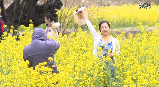 林芝“桃花经济”效应显著