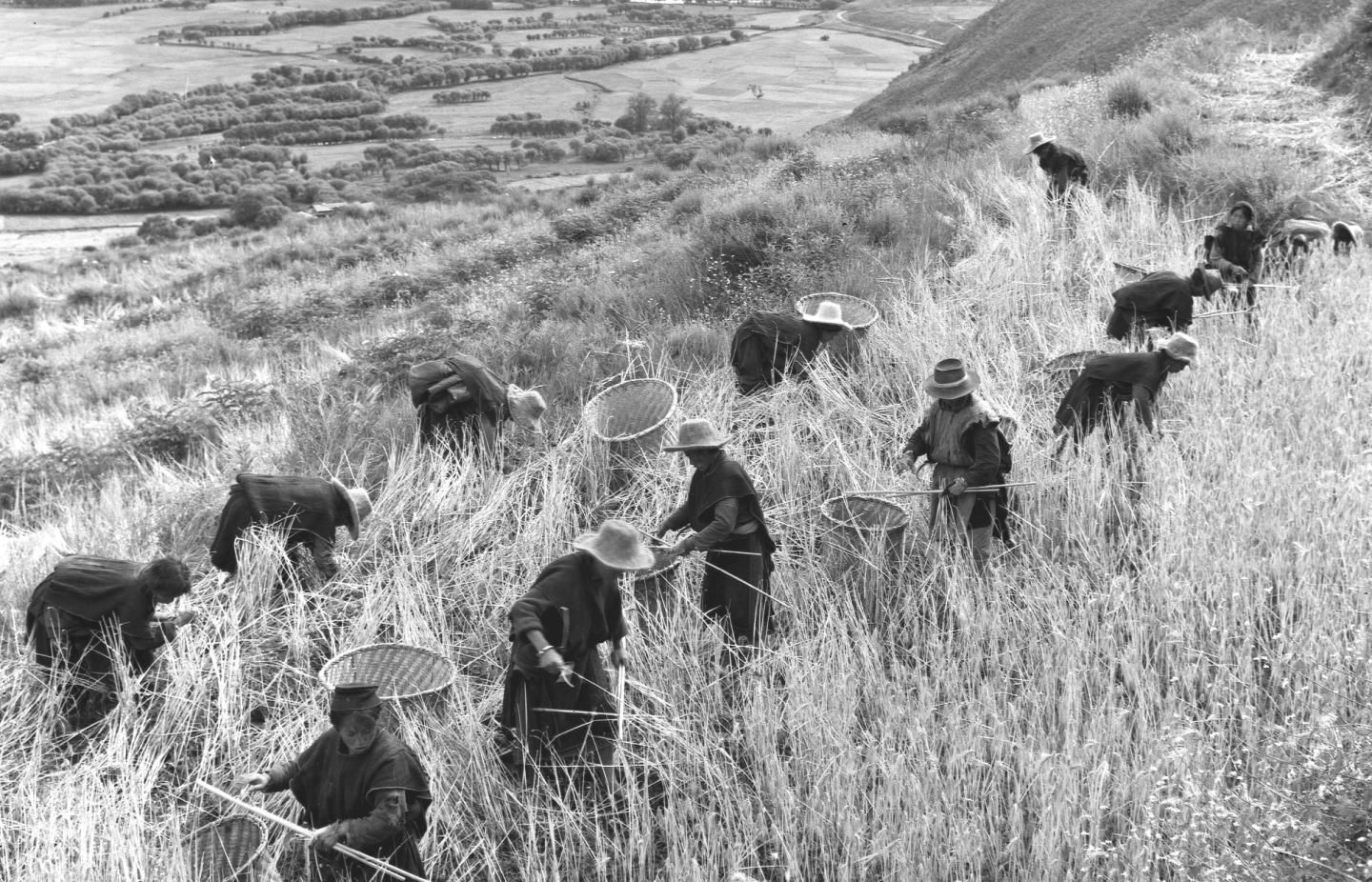 1965年8月，林芝县（现为林芝市）立定乡组织农民收割青稞