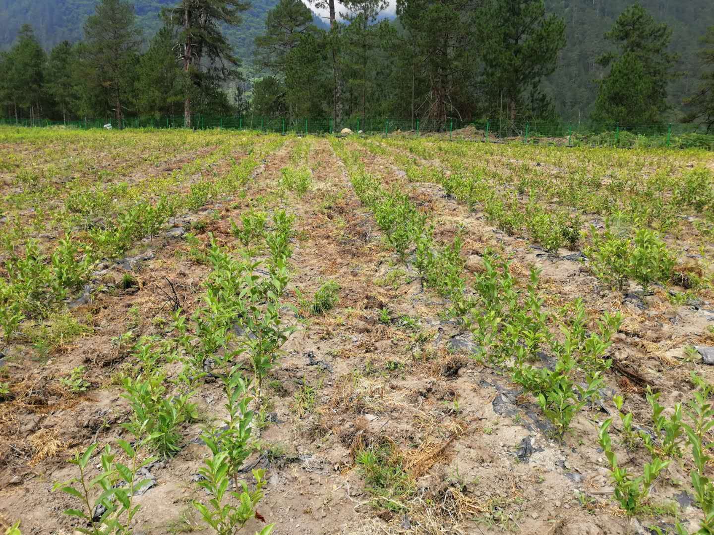 微信图片_20200408134243.jpg 微信图片_20200408134243.jpg